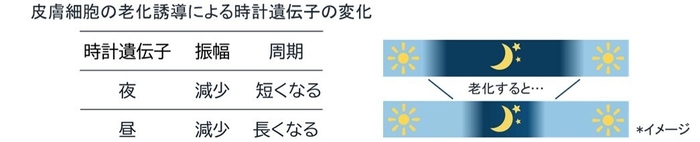 皮膚細胞の老化誘導による時計遺伝子の変化