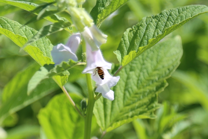 ごまの花に集まるミツバチ