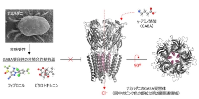 難防除害虫のナミハダニの薬剤感受性を決定する　GABA受容体の一次構造を解明