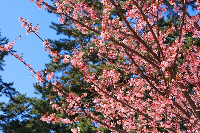 土肥桜　例年の見ごろ：1月上旬～2月中旬 / ホテルから車で約3分（徒歩で約7分）