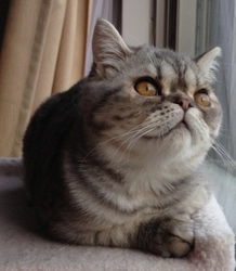 猫好きさん必見！スマホで撮って簡単応募！あなたのかわいい愛猫写真が、電車をジャック！！「ブサかわ猫ちゃんグランプリ」コンテスト開催プリントして思わずみんなに見せたくなる、ユーモラスでいとおしい写真を大募集！応募期間：2014年9月8日（日）12：00～10月31日（金）最優秀作品“グランプリント”にJTB旅行券100万円！