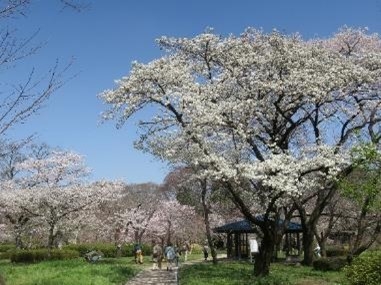 さくら園（令和４年度撮影）