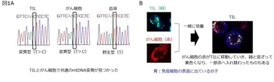 がん細胞が自らの異常なミトコンドリアで免疫系を乗っ取り、生き残りをはかっている