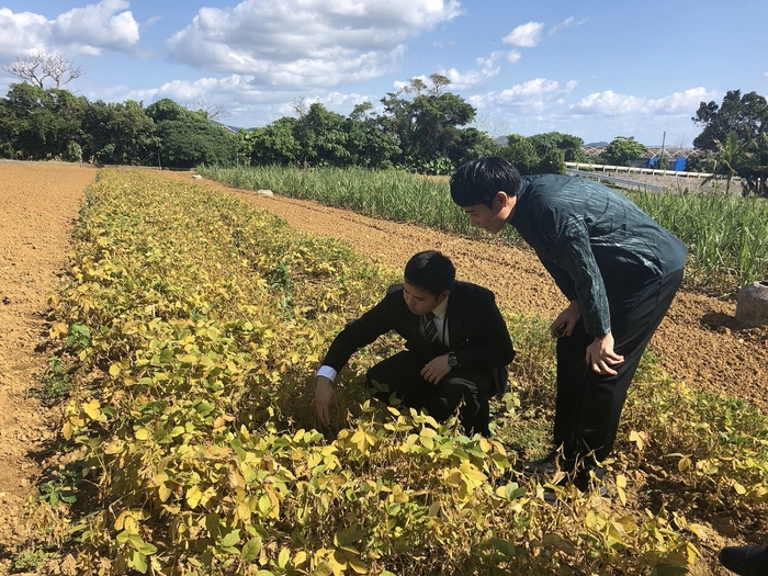 【星のや竹富島】八重山農林高校のクモーマミ畑