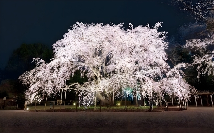 しだれ桜のライトアップ（イメージ）