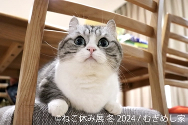 新たなスター猫登場！2024年“ねこまみれ”の空間で新年スタート 　「ねこ休み展」冬の本祭が1/26(金)～2/25(日)東京で開催！ 新作展示や猫の日イベント、ねこ×スイーツコラボグッズ販売を実施