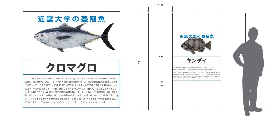 近畿大学医学部および近畿大学病院の移転準備工事が着工 仮囲いに近畿大学養殖魚のフォトギャラリーを展開 Newscast