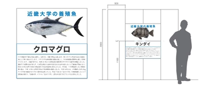 近畿大学医学部および近畿大学病院の移転準備工事が着工　仮囲いに近畿大学養殖魚のフォトギャラリーを展開