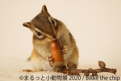 展示作品4