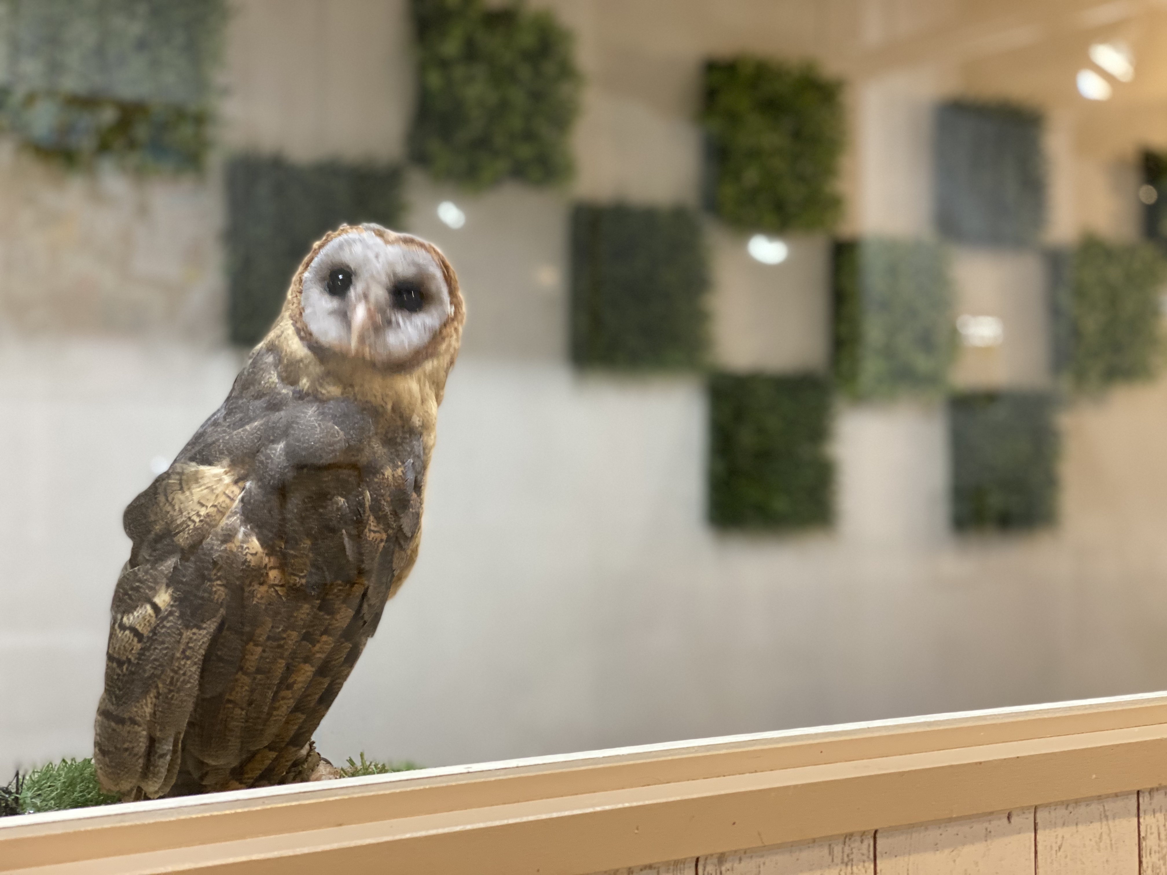 大阪・難波の猛禽類カフェ「ラプターランドシャベル」の 人気No.1を