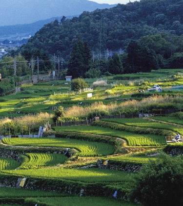 棚田の風景