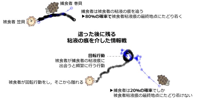貝たちが繰り広げる情報戦―這った跡を使った捕食者と被食者の戦い―