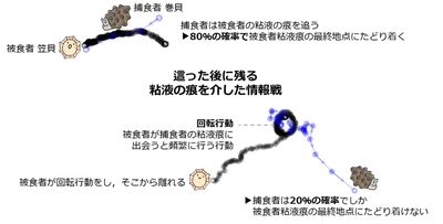 貝たちが繰り広げる情報戦―這った跡を使った捕食者と被食者の戦い―