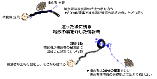 貝たちが繰り広げる情報戦―這った跡を使った捕食者と被食者の戦い―