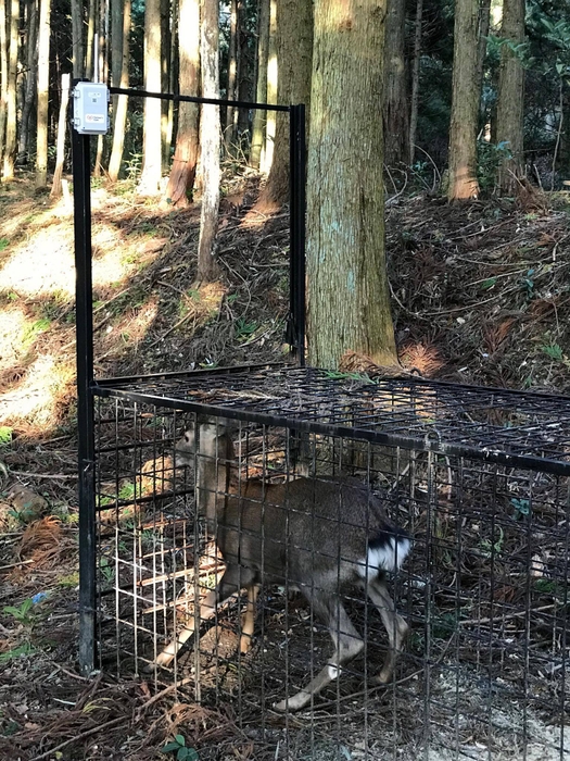 オリワナ通信:岐阜県 シカ捕獲