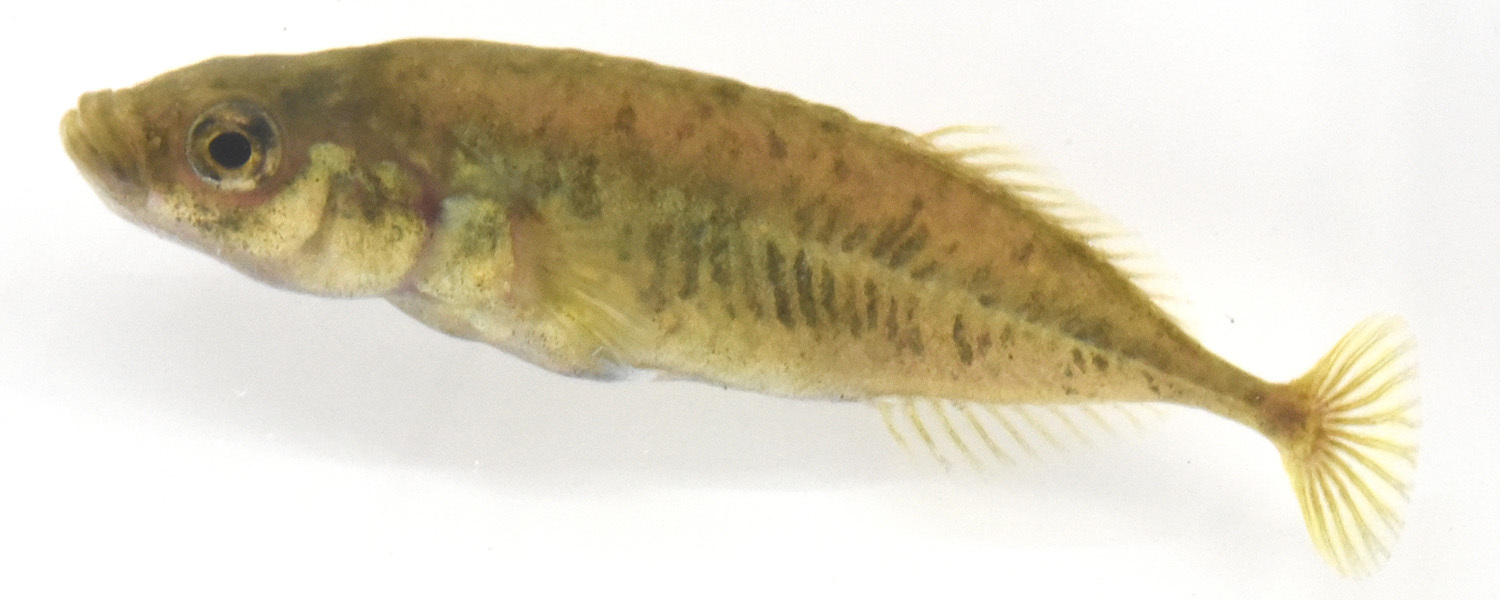 生時のムサシトミヨPungitius nakamurai(Paratype、標準体長40.2 mm:さいたま水族館より寄贈)