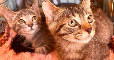 さくらみみの「猫耳イラストコンテスト」、 大阪さくらねこの会へ寄付　 イラスト応募487作品・投票5,125票から生まれた支援金99,950円