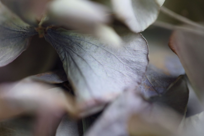 原画：Fragment Ⅱ - series 'Hydrangea' Artist：Namiko Kitaura