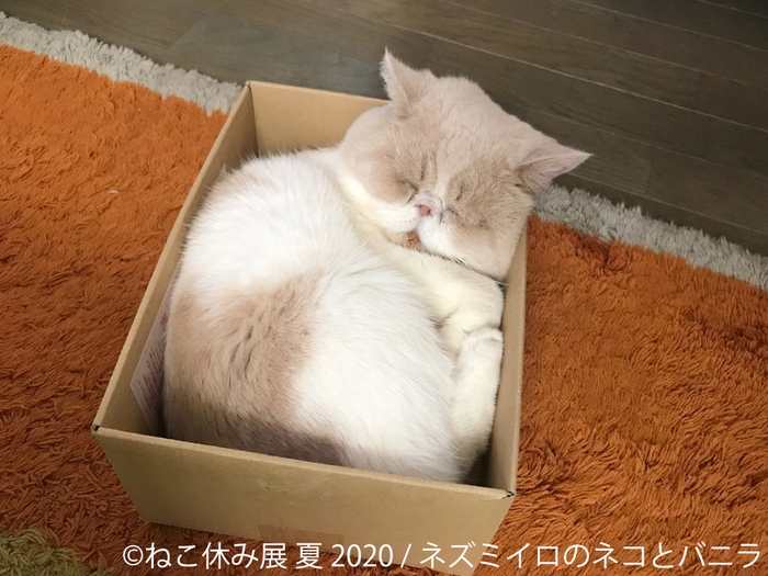 展示作品4