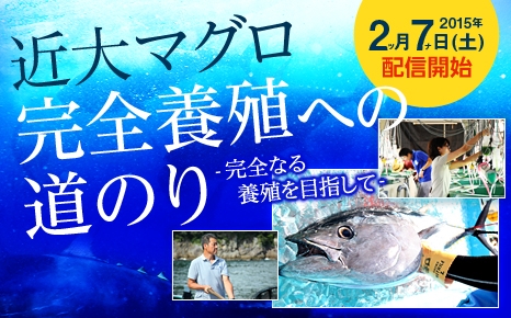 近大マグロ完全養殖への道のり－2/7（土）公開講座配信開始