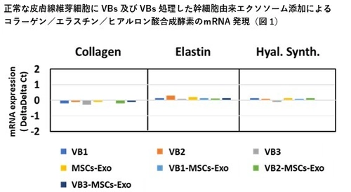 抗ウイルス・抗菌の『VB』＆幹細胞由来エクソソームの新境地　 VBの主成分による皮膚に対する抗老化作用とそのメカニズムを解明