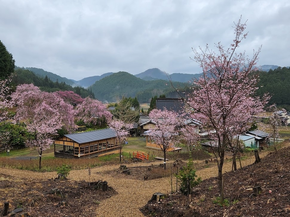 2023年春 桜園風景