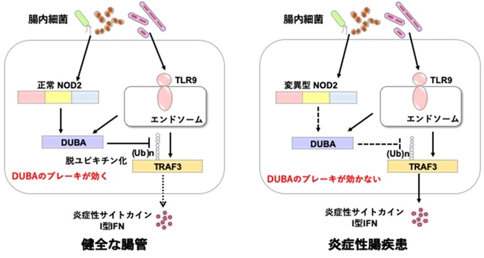 健全な腸管と炎症性腸疾患の腸管での細胞内シグナル伝達経路