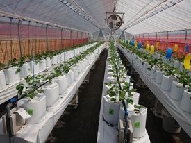 農事組合法人 島-苗植え1