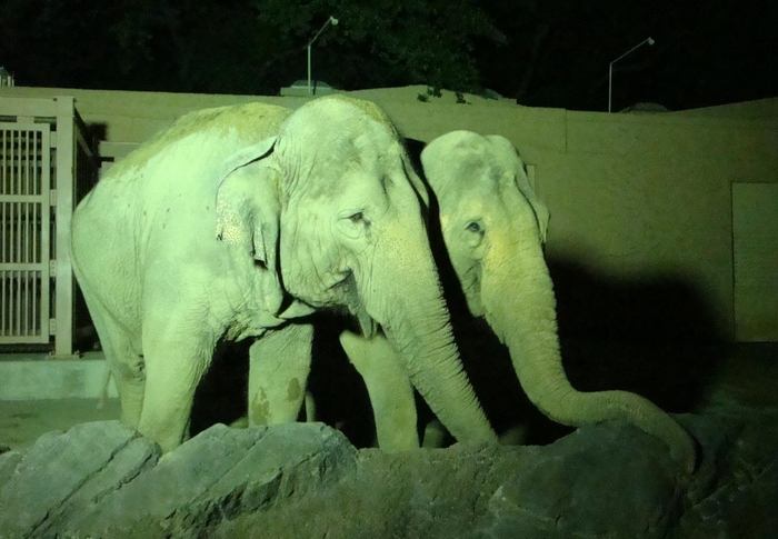 入園すると迫力あるゾウがお出迎え