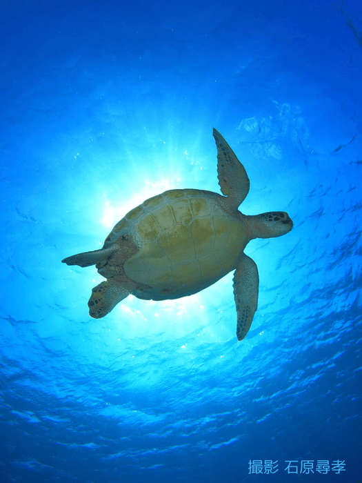 3,000円リターン画像(実際の物を使用)