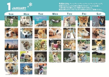 元野犬たちの写真を使った「YAKEN365カレンダー」で 犬の殺処分を減らすためのクラウドファンディングを開始