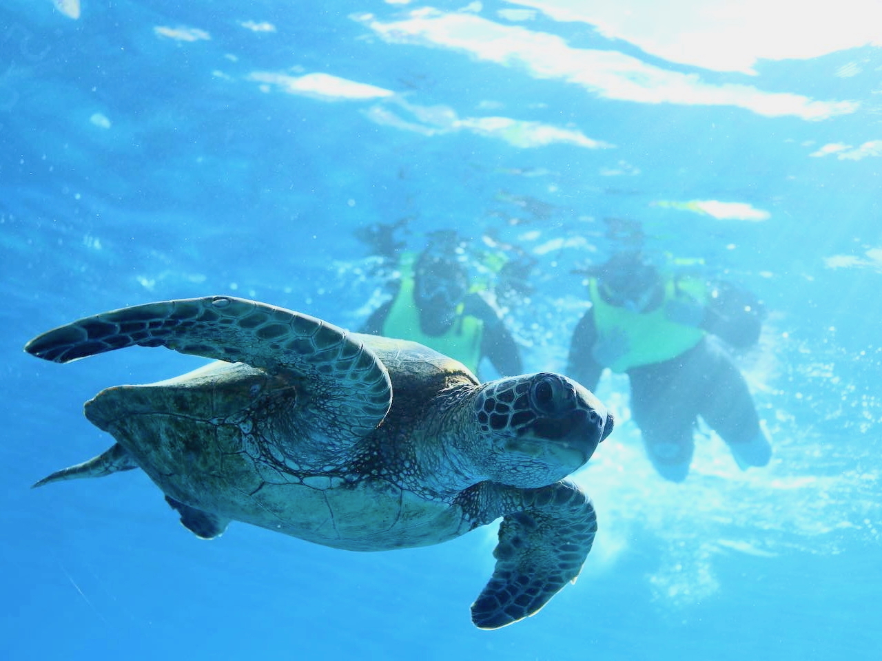 ウミガメとシュノーケリングツアー