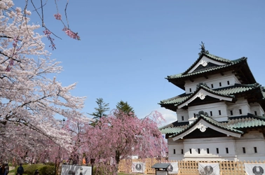 ひと足早く咲かせた弘前公園の桜を羽田空港JALラウンジで公開　 弘前市×日本航空コラボ企画　期間限定3月20日～3月25日で実施