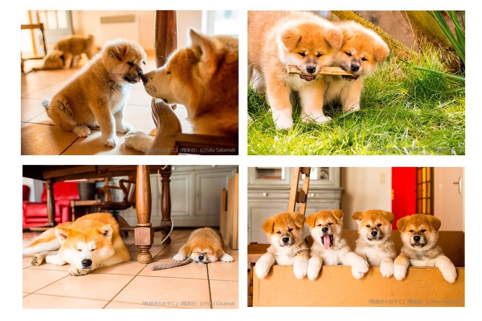 秋田犬のおやこ(翔泳社)_掲載写真まとめ