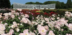 神代植物公園「春のバラフェスタ」５月２日(土）～５月31日(日）開催