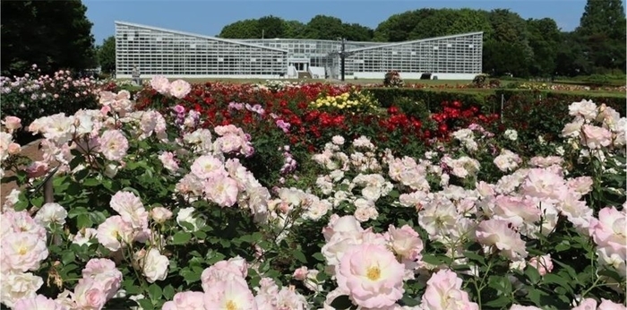 春のばら園（令和7年撮影）