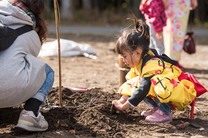 土とふれあい、桜を植える園児