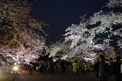 桜ライトアップ(2)