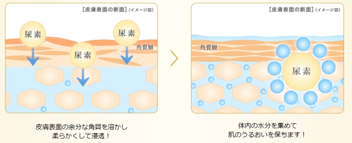 尿素のはたらき