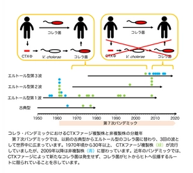コレラ・パンデミックの伝播ルートに変化　 法政大学 今村 大輔 准教授ら研究グループが 近年のコレラ流行株はコレラ毒素遺伝子を持つ ファージのゲノムを複製できないことを発見
