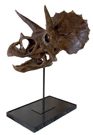 第2章 トリケラトプス頭骨 (C) (2008) Black Hills Institute of Geological Research