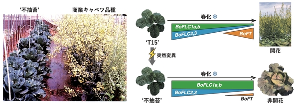(図1) 秋に定植した非開花性キャベツ変異体‘不抽苔’と商業キャベツ品種の5月における様子 (Kinoshita et al. 2019より)。（左）　(図2) 本研究で明らかにされた、非開花性キャベツ変異体‘不抽苔’における開花制御メカニズムの概略図。（右）