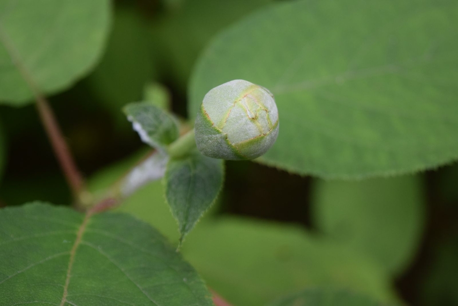 タマアジサイのつぼみ