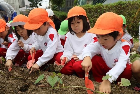 園児が植えたサツマイモの収穫体験 自然や食べ物への興味 関心を高める Newscast