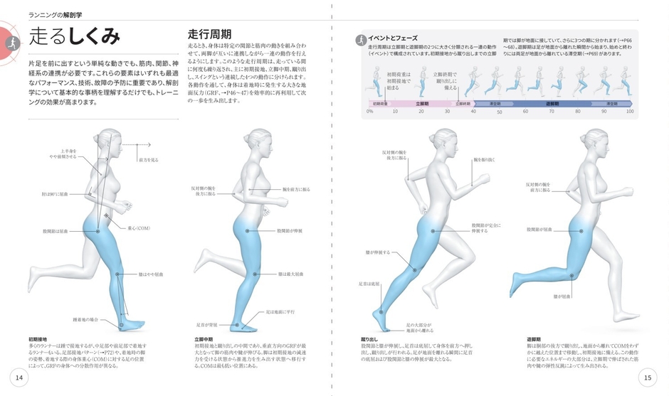 ランニングの解剖学 走るしくみ