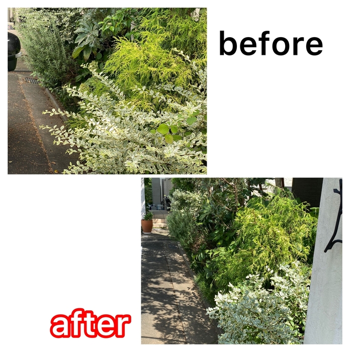 庭木の剪定前後
