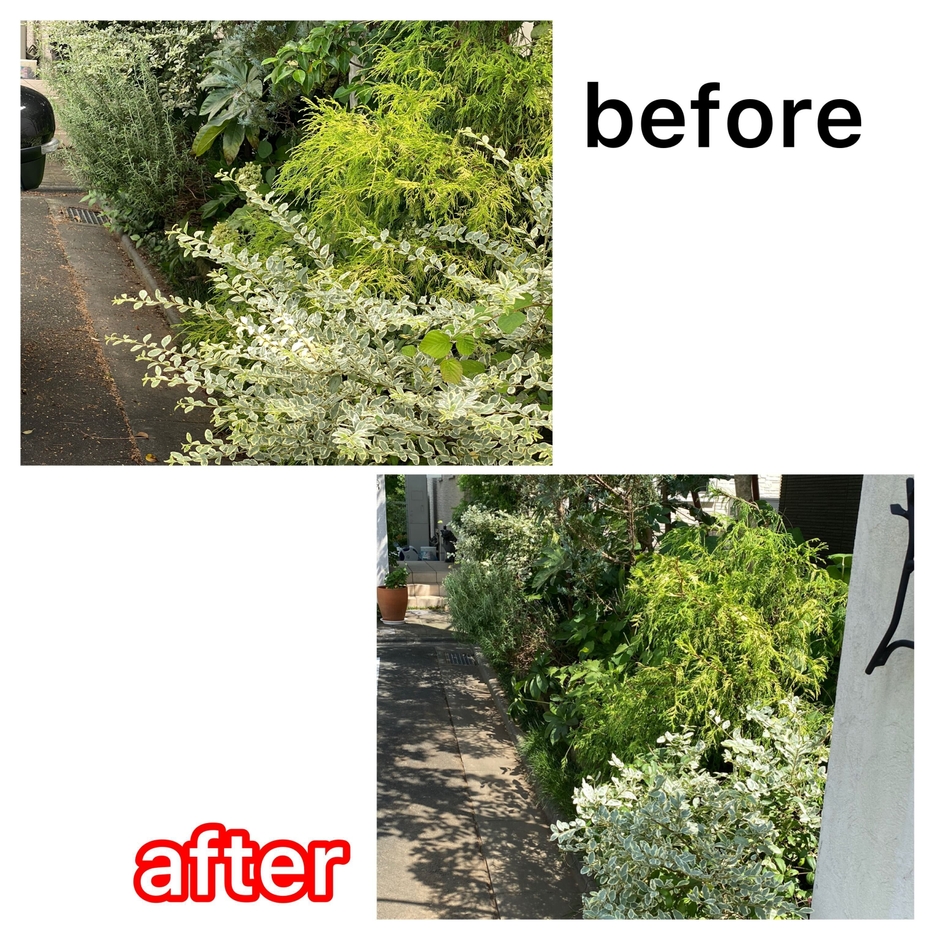 庭木の剪定前後