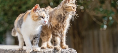 責任を持ってペットを飼うってどういうこと？ 38,444頭の犬・猫はどうしたら救えたか