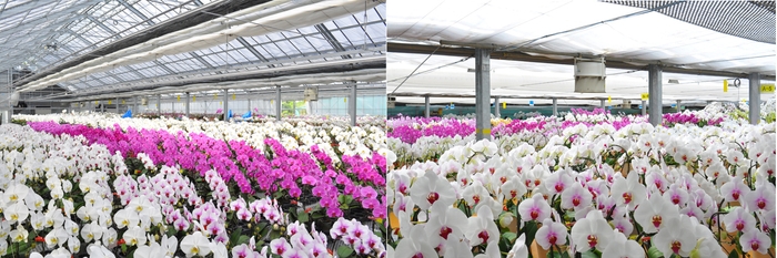 (画像:国内胡蝶蘭生産センター)