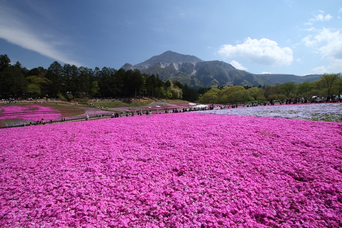 芝桜の丘イメージ